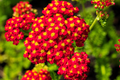 10000 Seeds Red Yarrow, Achillea Millefolium, Vibrant Perennial Pollinator Plant