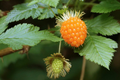 5 Salmonberry Root Cuttings 4"-5", Live Plants Rhizomes, Rubus spectabilis, Organic Perennial, Edible Berries