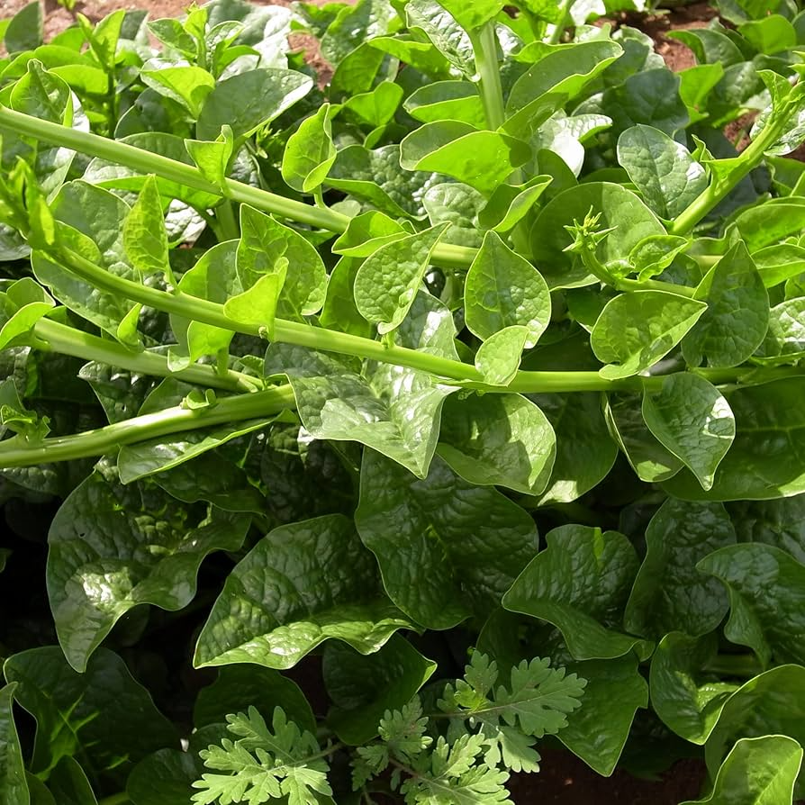 500mg Malabar Spinach Green Vines Supreme Seeds Basella alba | Nutritious, Heat-Tolerant, Climbing, Non-GMO, Fresh Salad Green