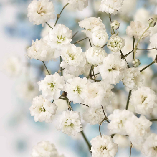 50 Baby's Breath Seeds Snowflake, Gypsophila paniculata, Non-GMO Perennial Cut Flowers for Garden, Floral Arrangements, North American Plant