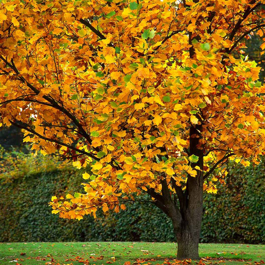 20 Tulip Poplar Seeds (Liriodendron tulipifera) | Tulip Tree, Big Yellow Flowers, Fast-Growing, Shade Tree for Garden & Landscape