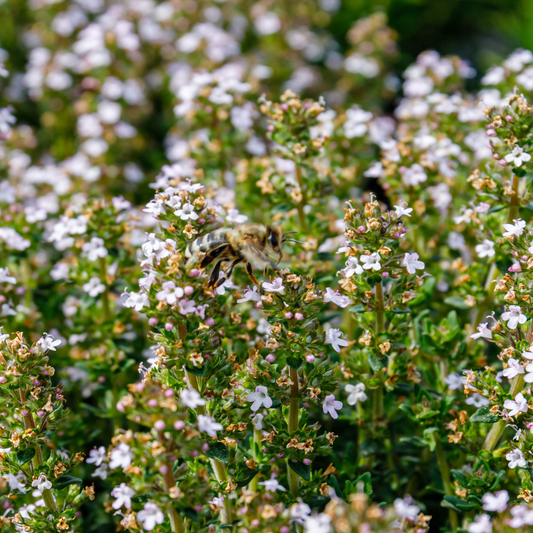 2200 Seeds Thyme (Thymus vulgaris) – Culinary Herb for Cooking, Seasoning, and Pollinator-Friendly Gardens