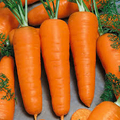 800 Seeds Chantenay Red Cored Carrot - Daucus carota | Heirloom Carrot for Planting, Gardening & Sweet, Crisp Root Harvest