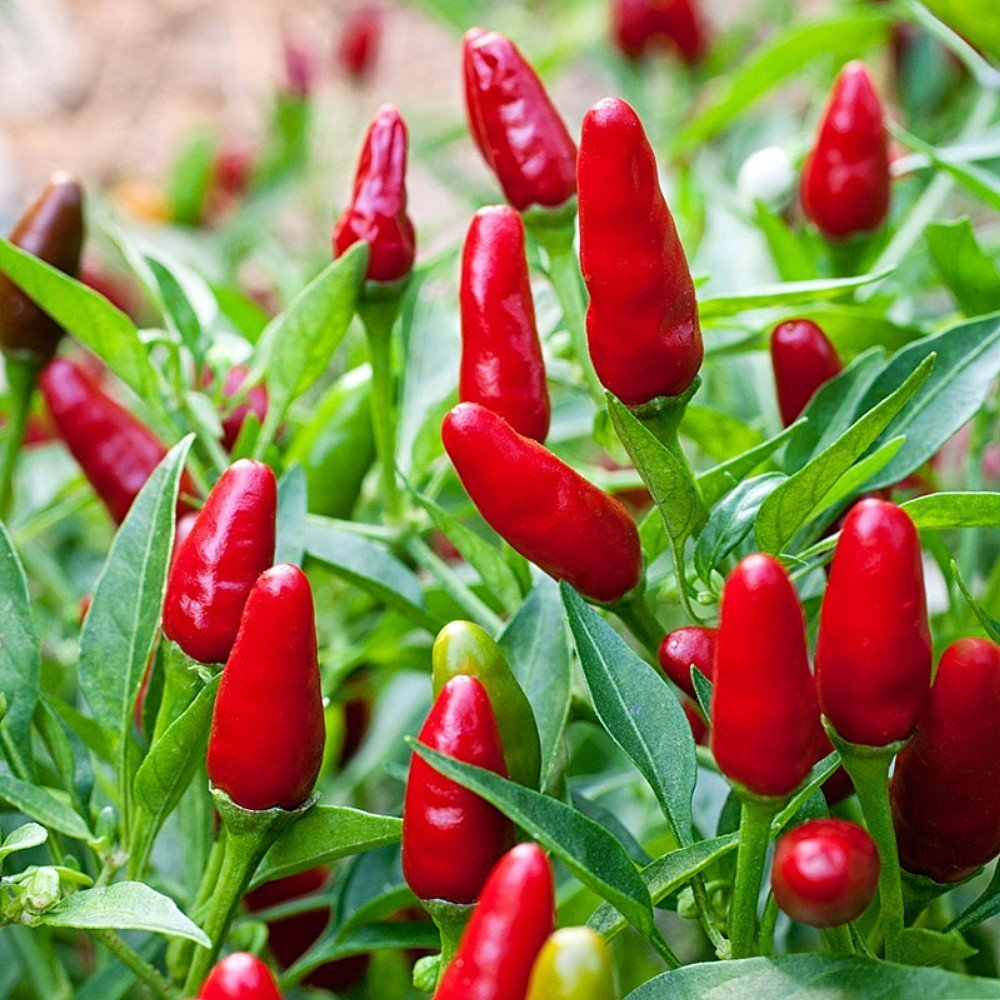 250 mg Seeds Hatch Giuzeppi Hot Pepper – Capsicum annuum | Heirloom Pepper for Planting, Gardening & Flavorful Spicy Harvest