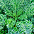 350 Dwarf Blue Curled Scotch Kale Seeds – Brassica oleracea Fresh, Nutritious Kale for Planting, Easy to Grow, Perfect for Salads & Cooking