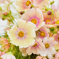 Apricot Lemonade Cosmos Seeds – 200+ Seeds – Soft Pastel Blooms for Cottage Gardens, Bouquets, Pollinator Beds & Summer Borders – USA