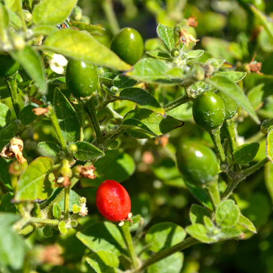 30 Seeds Chiltepin Hot Pepper (Capsicum annuum) – Tiny, Fiery Pepper for Planting, Ideal for Hot Sauces, Salsas & Mexican Dishes