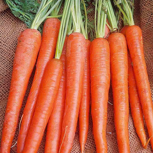 300 Imperator Carrot Seeds – Daucus carota – Heirloom, Long & Sweet, Crisp Texture, Perfect for Juicing