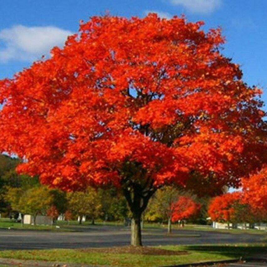 1 Northern Red Oak Tree (Quercus rubra) - Live Bare Root Plant 2-3 Feet