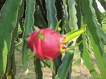 5pcs 10" Unrooted Dragonfruit Cuttings (Hylocereus), White Pitaya, Fresh Cuttings for Growing, Edible Fruit Cactus, Garden Planting