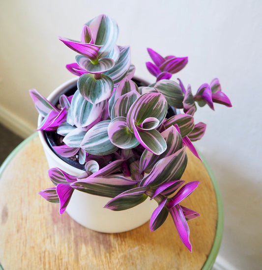 3 Tradescantia Nanouk Cuttings | Rare Pink Wandering Jew | 3–4” Live Unrooted Houseplant Cuttings | Easy Propagation
