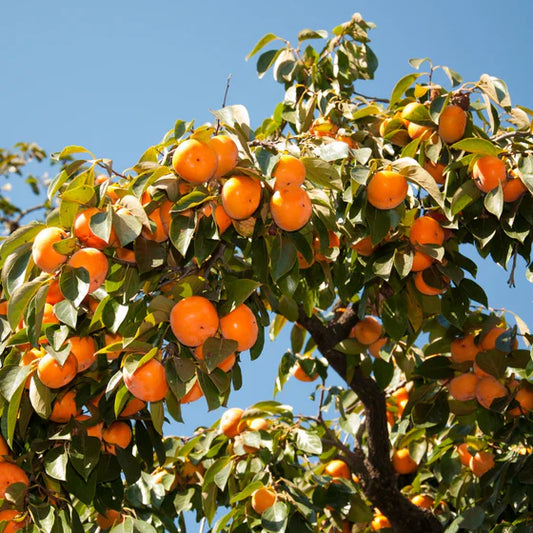 2 American Persimmon Trees (Diospyros virginiana) – Live Bare Root Seedlings 6–12” | Cold Hardy Native Fruit Plants | No Leaves Dormant