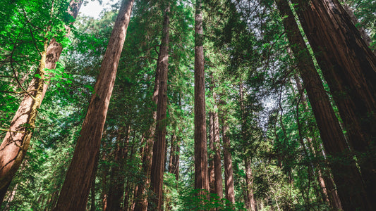 ( 3 ) - Dawn Redwood Tree - Metasequoia - Starter Plants - ( 3 live plants )