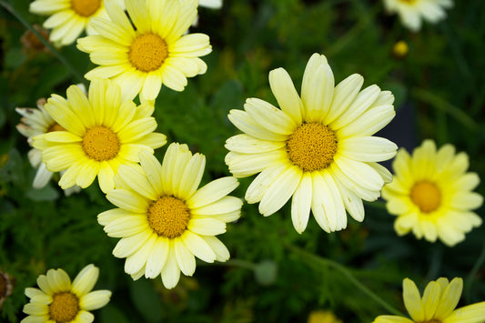 Banana Cream Daisy Live Plants – 3 Perennial Plants – Soft Creamy Yellow Blooms