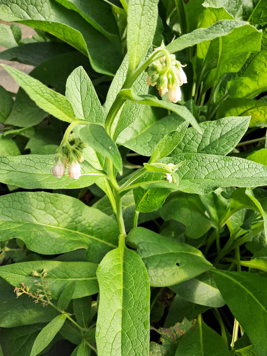 12 Bocking #4 Comfrey Root Cuttings (3") | Non-Spreading Variety | Organic Fertilizer, Medicinal Herb, Permaculture Plant