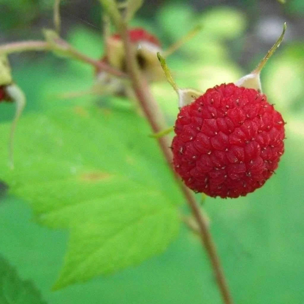 Thimbleberry Raspberry Starter Plant - Thornless, Self-Pollinating, Zones 3-8 - Rubus parviflorus - Organic, Summer Bearing