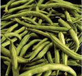 Heirloom Bean Seeds - Commodore Bush Variety, 100+ Non-GMO Green Beans, Organic Gardening, Planting Supplies
