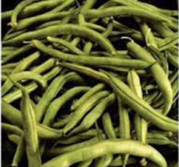 Heirloom Bean Seeds - Commodore Bush Variety, 100+ Non-GMO Green Beans, Organic Gardening, Planting Supplies