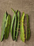 Lot of 6 Dragon Fruit Cuttings - 2 Vietnam White, 3 Red, 2 Purple - Hylocereus undatus & Hylocereus costaricensis