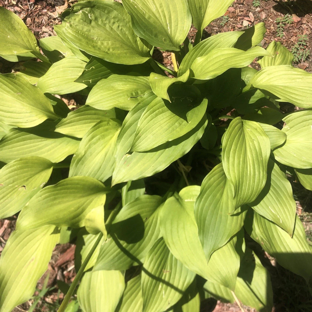 Golden Tiara Hosta Plant - Smaller Bare Root Perennial with Purple Flowers - Hosta 'Golden Tiara'