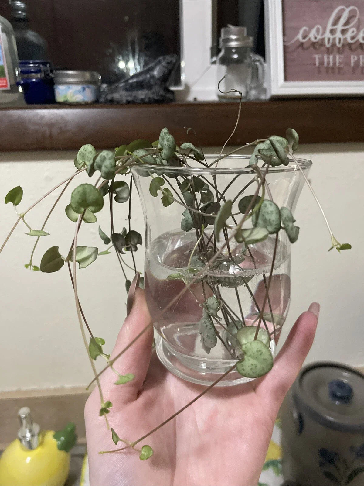 String of Hearts Cuttings 6" - Propagated and Rooted Succulent (Ceropegia woodii) Ready to Pot