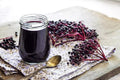 Fresh Elderberry Cuttings - 24 Pack - Black Bearing - Sambucus nigra