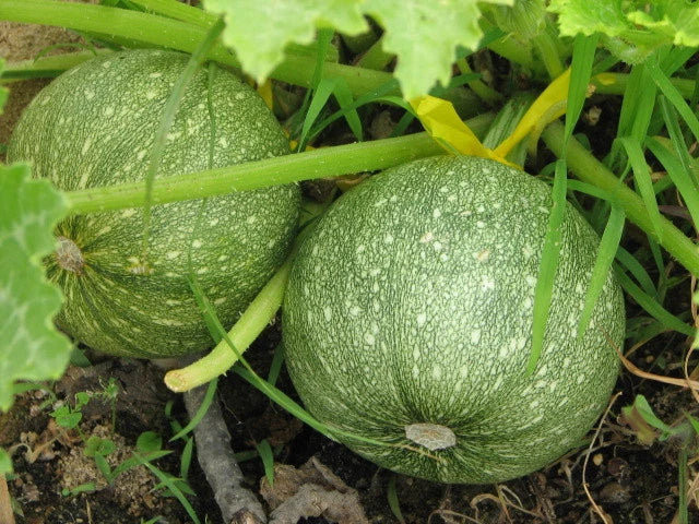 Round Zucchini Squash Seeds - Fresh Heirloom Vegetable Seeds - Cucurbita pepo
