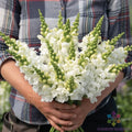 Legend White Snapdragon Seeds - 1000+ Count - Antirrhinum majus - Ideal for Garden Planting - USA Grown