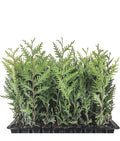 Emerald Green Arborvitae Trees - 10 Starter Plants, Thuja occidentalis 'Emerald Green', Privacy Shrubs, Cold Hardy, Pyramidal Shape