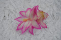 Christmas Cactus Starter Plant - Fairy Tale - Healthy Well-Rooted Schlumbergera Truncata
