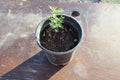 Desert Ironwood Tree - Well Rooted Bonsai - Olneya Tesota - Unique Indoor Plant