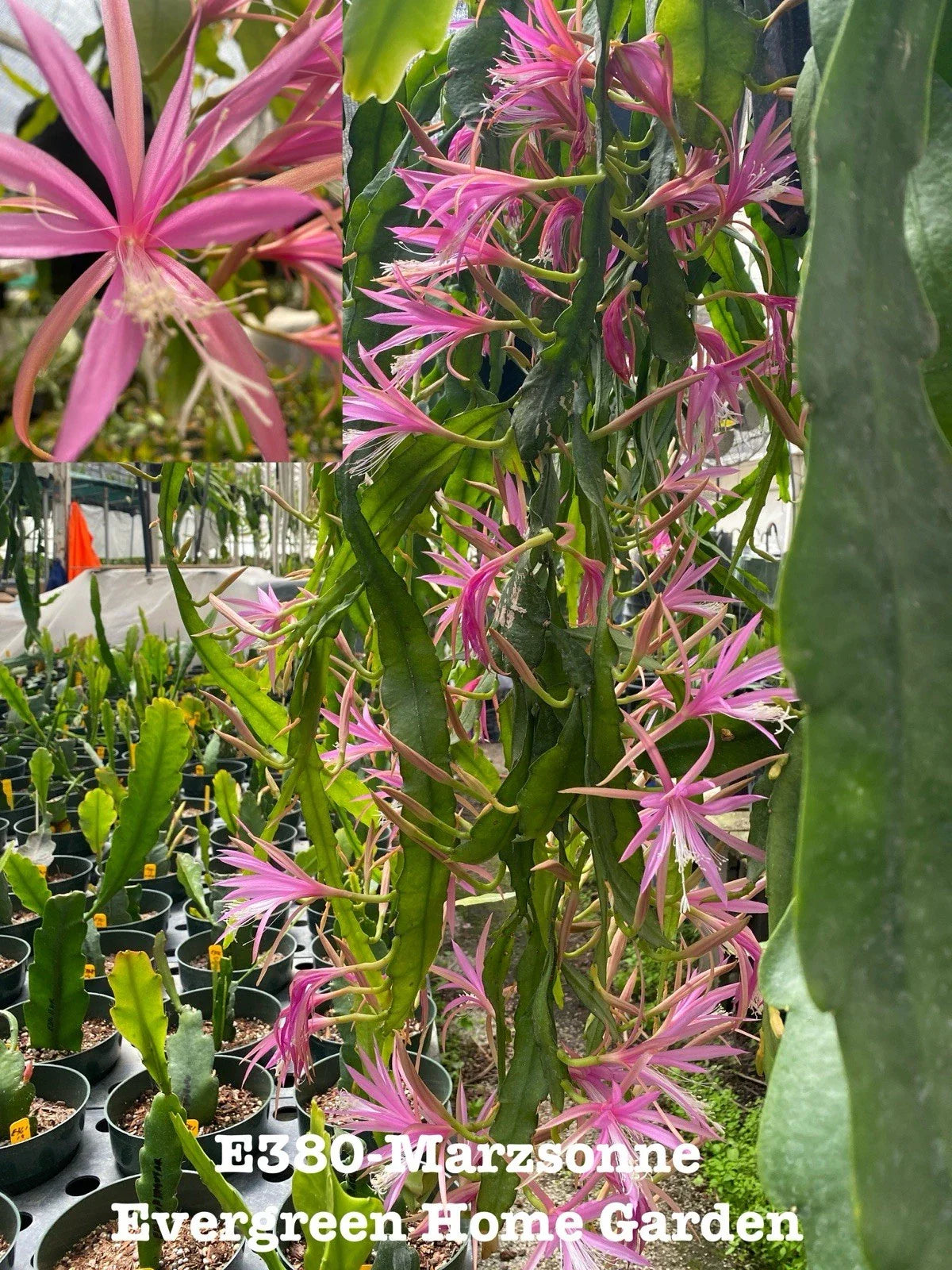 Epiphyllum Orchid Cactus Plant, 4” Starter Pot, Marzsonne Variety, Rooted - Ideal for Indoor Gardens and Houseplant Lovers