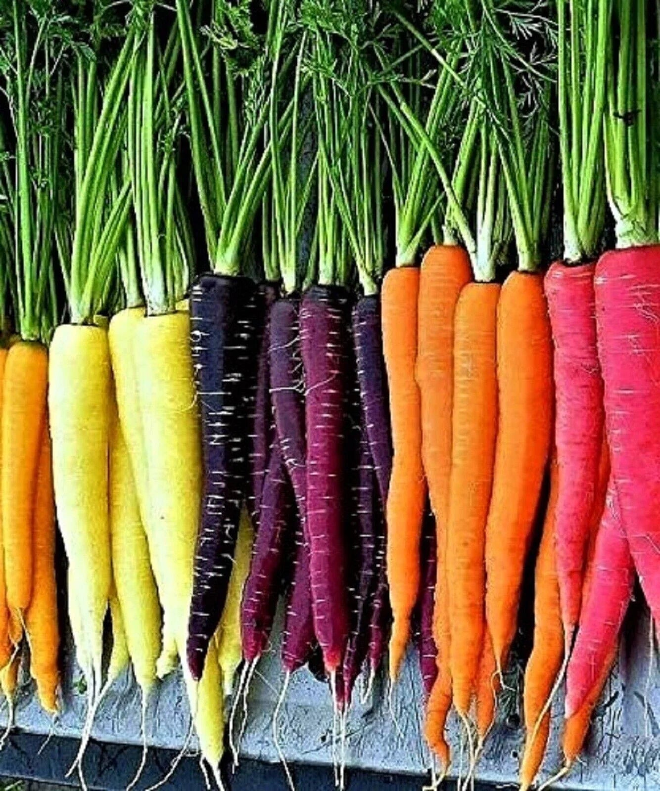 Rainbow Carrot Blend Seeds - 200+ Non-GMO Heirloom Organic Seeds - Colorful Vegetable Garden Variety