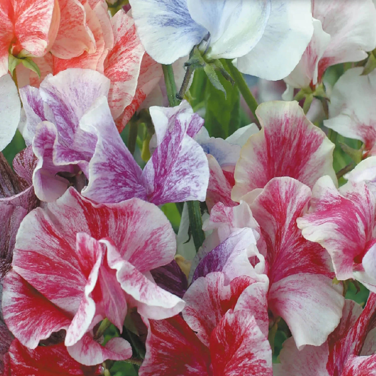 Streamer Mix Sweet Pea Seeds | Heirloom Flower Seeds | Lathyrus odoratus | Non-GMO, Organic, Free Shipping