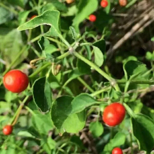 Chiltepin Pepper Seeds | Non-GMO Tepin Chile Pequin | Birds Eye Pepper Seeds | Capsicum annuum