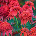50 Coneflower Seeds - Mandarin DBL Scoop Echinacea - Perennial Flower Seeds - Bright Orange Blooms, Easy Care Garden Plant