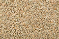 Rye Berries 25 Pounds High in Fiber and Iron, Whole Grain, Made in USA, Secale cereale