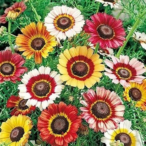 Painted Daisy Flower Seeds - 100 Count - Chrysanthemum Variety - Chrysanthemum carinatum