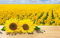 Black Oil Sunflower Seeds - 200 Count - Bird Attracting, Oil Producing - Helianthus annuus