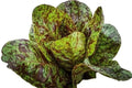 Freckles Romaine Lettuce Seeds - 1000+ Heirloom Organic Non-GMO - Lactuca sativa
