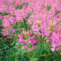 Jazzberry Spider Seeds - 100 Pack - Clome Spinosa Perennial - US Seller - Attracts Butterflies