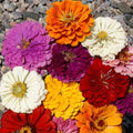 Zinnia Seeds - California Giants Mix - Giant 5" Flowers in 7 Colors - Zinnia elegans
