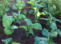 Kale Seeds 100 Count Packet - Premier Early Variety, Tender, Overwinter - Brassica oleracea