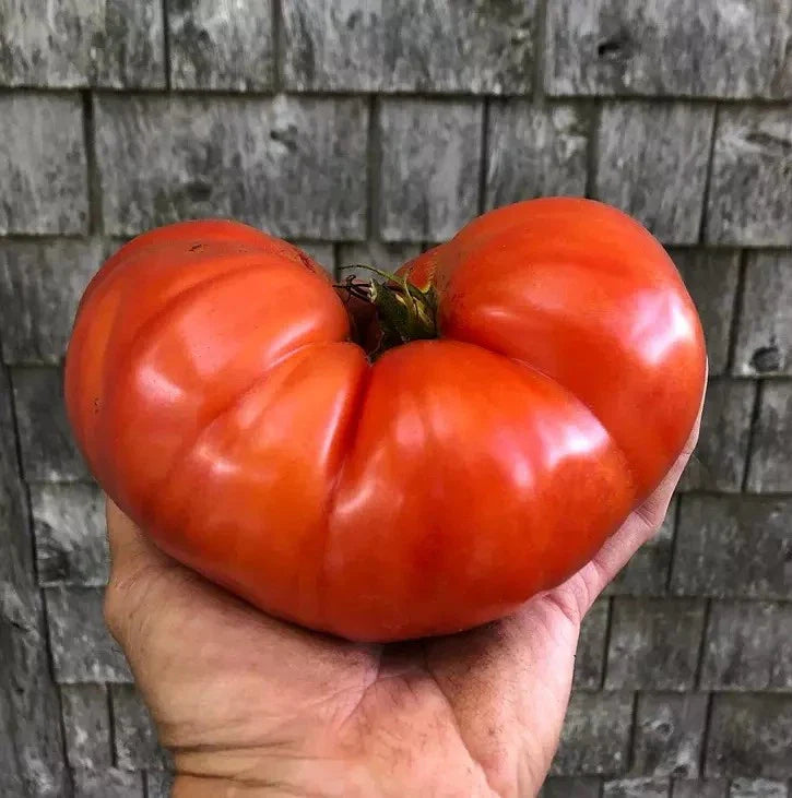 Giant Beefsteak Tomato Seeds - 30+ Heirloom Organic NON-GMO Seeds - Perfect for Home Gardening - Solanum lycopersicum