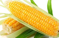Sweet Golden Bantam Corn Seeds - 120+ Heirloom Organic NON GMO Seeds - Fresh Sweet Corn for Planting