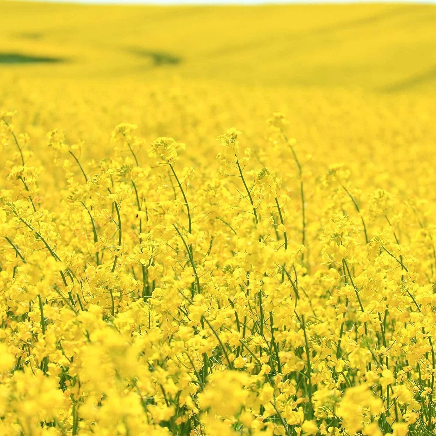 Dwarf Essex Forage Rape Seed - Brassica for Food Plots & Cover Crops - High-Yielding, Nutrient-Rich, Easy to Grow