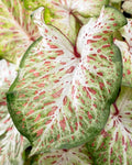 Caladium Bulbs 10 Pack Gingerland Variety (Caladium bicolor) - Colorful Tropical Foliage for Gardens and Containers
