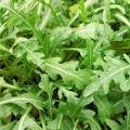 Sylvetta Arugula Seeds - Heirloom Non-GMO Organic Seeds - Salad Greens - Eruca sativa - Free Shipping