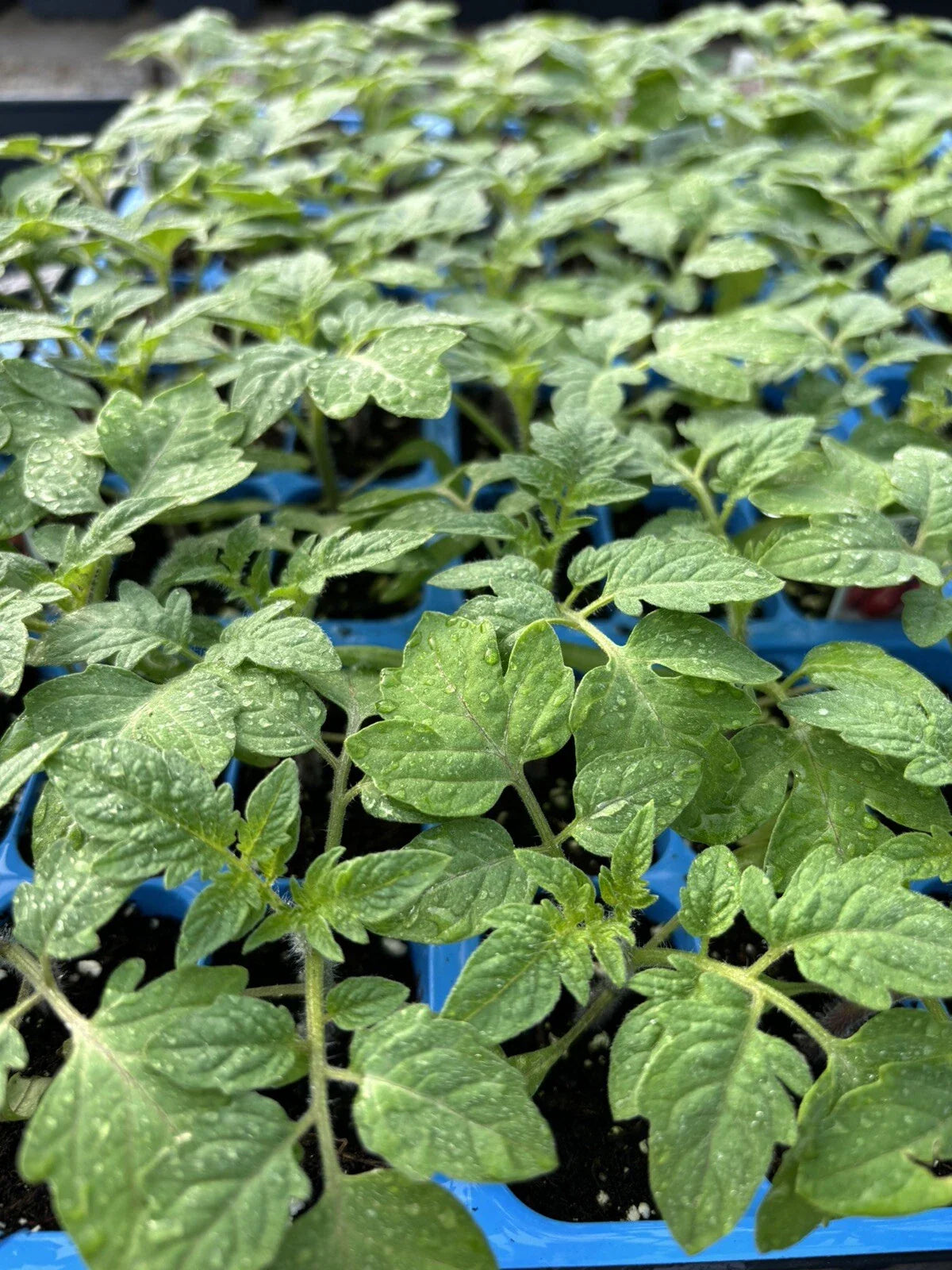 Rare Old German Tomato Live Plants - Lot of 2 - Heirloom Variety - Solanum lycopersicum