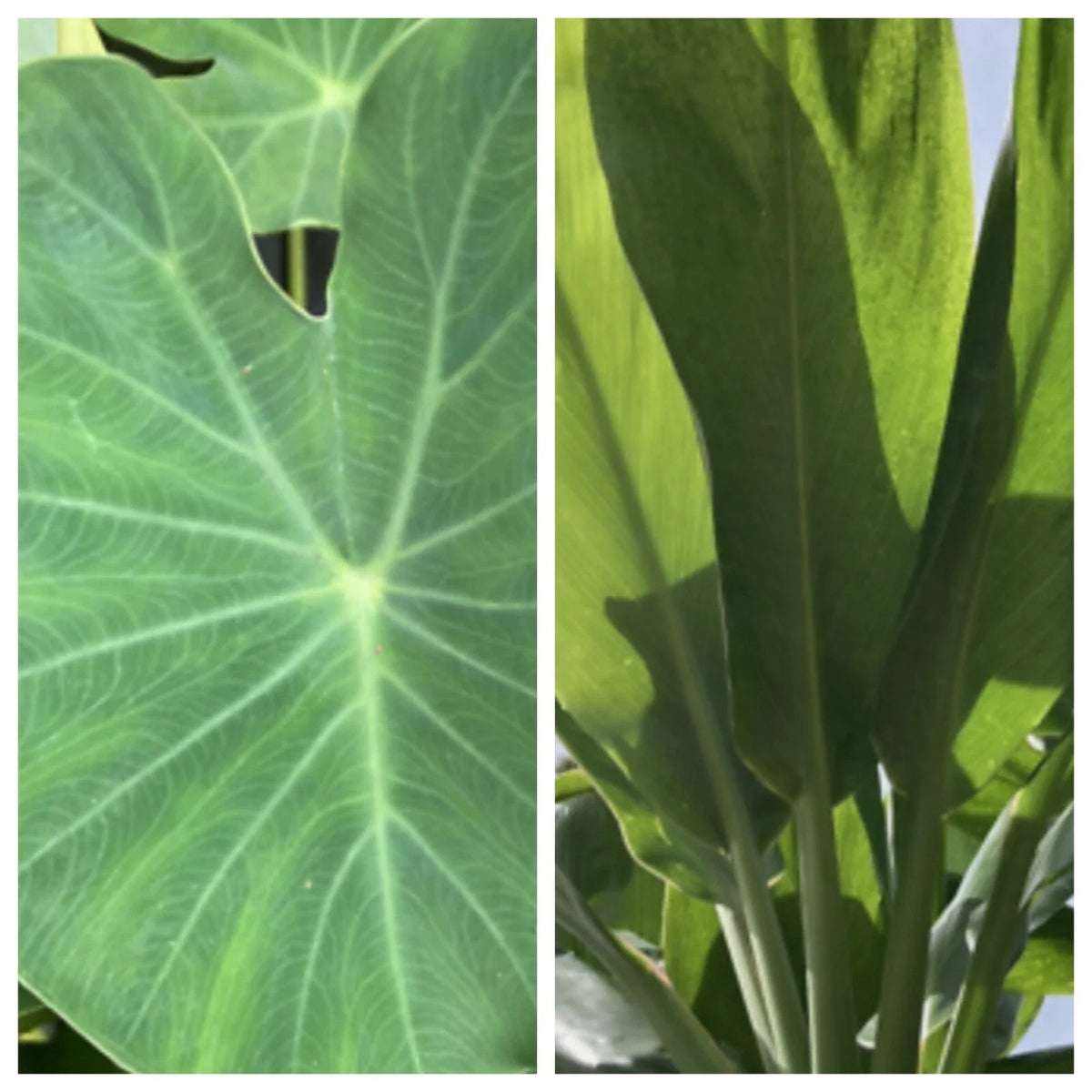 Taro Ti Laulau Box Set - Colocasia esculenta & Cordyline fruticosa - Hawaiian Plants 4" Pot